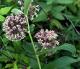 Herbal Remedies For Skin Cancer